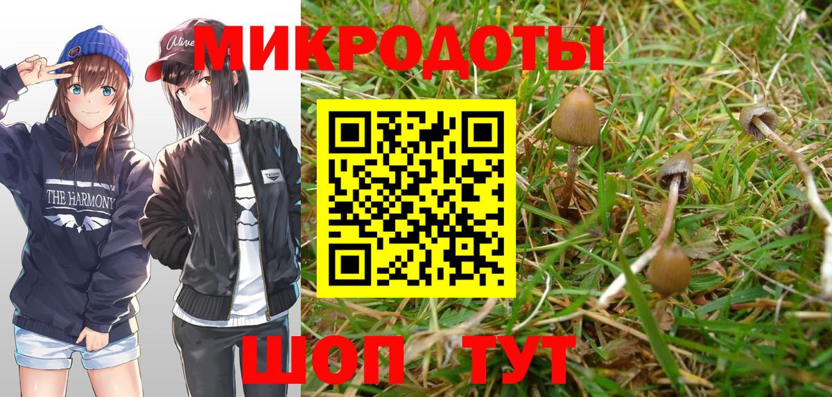 Псилоцибиновые грибы Cubensis Мурино